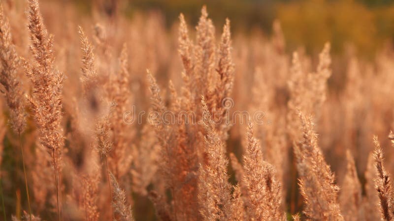 Reeds swaying in the wind. Slow motion. stock video