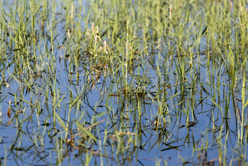Reeds on the Water in the Lake in Nature Stock Photo Image of nature