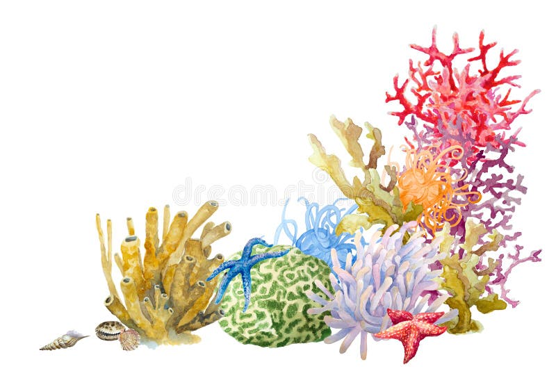 Sea Coral Png