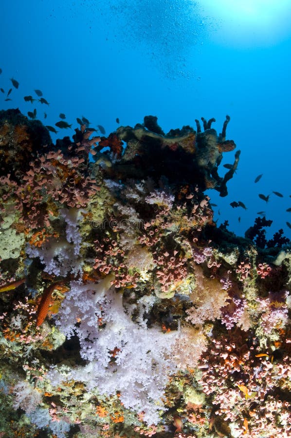 Reef, Colorful Soft Coral, Maldives Stock Image Image of