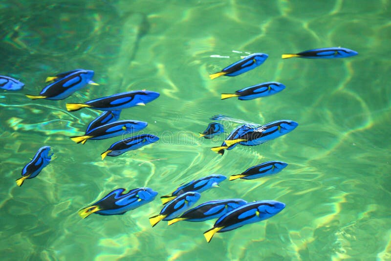 Koi fish in a blue pool stock photo. Image of ripples, swim 176016