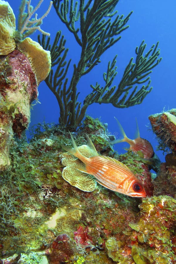 Reef Fish, Isla de la Juventud, Cuba