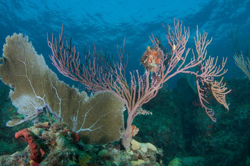 Reef Ledge composition. stock photos