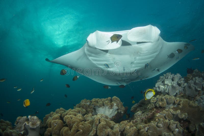 reef manta ray