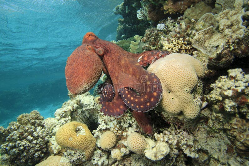 Reef Octopus