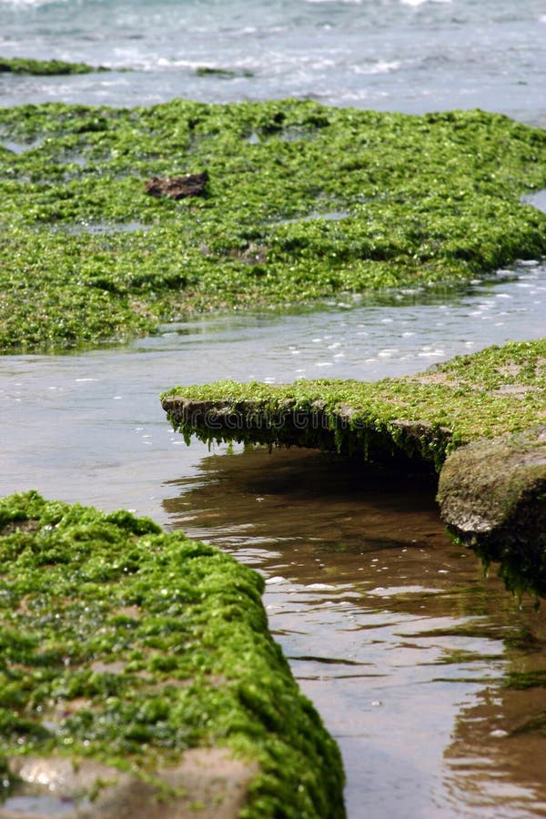 Reef roof