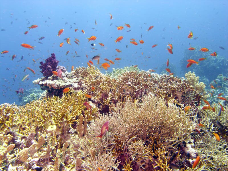 Reef scene with coral and fish