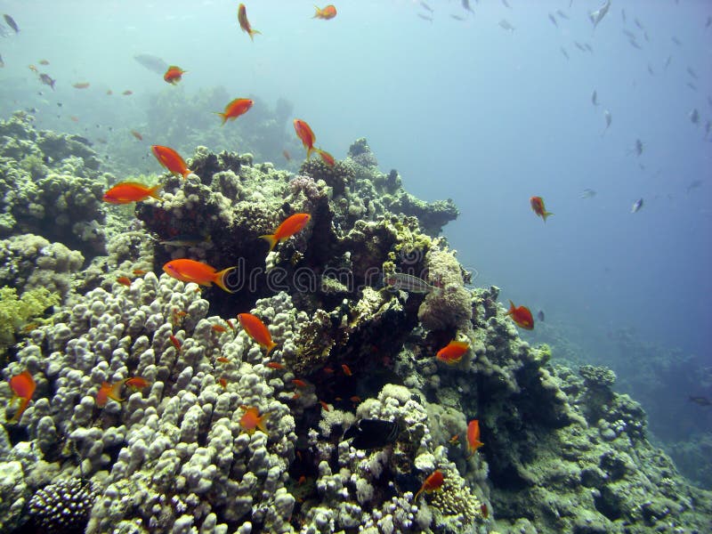 Reef scene with coral and fish