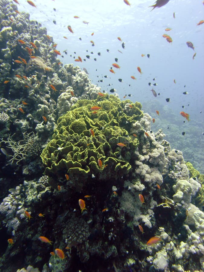 Reef scene with coral and fish