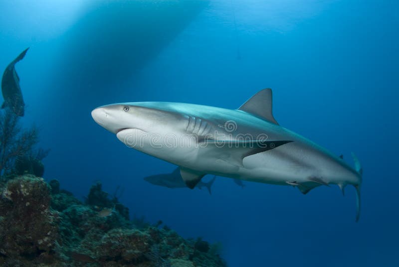 Reef Shark and Surface stock photo