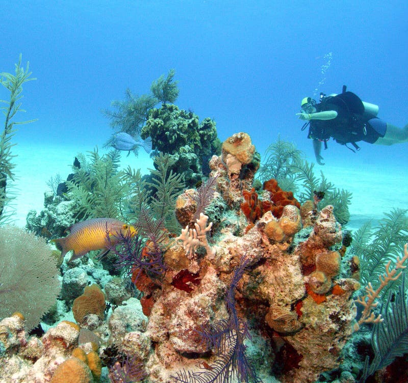 Reeflife des Bahamas Reeflife des Bahamas