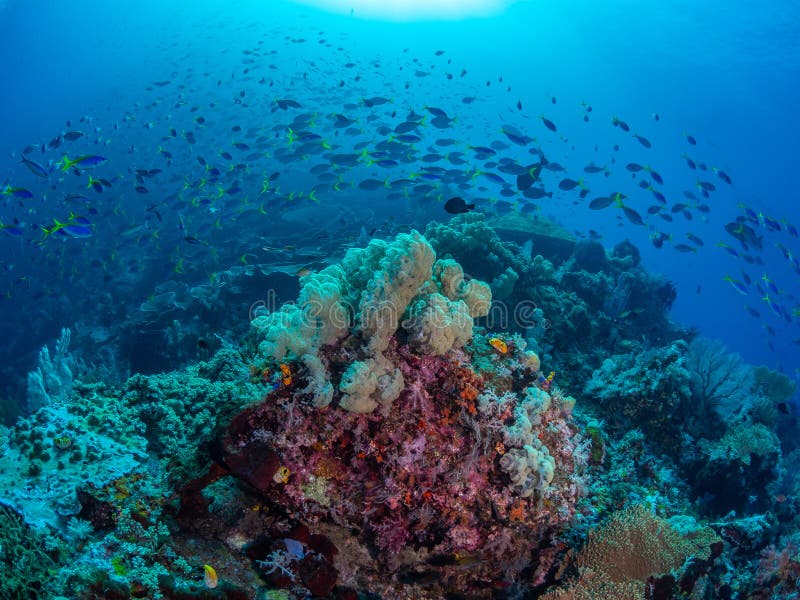 Riotous Colours And Forms. Misool, Raja Ampat, Indonesia Stock Image