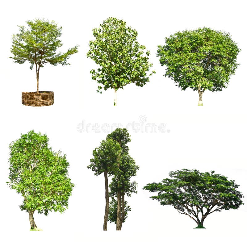 Reeks bomen op witte achtergrond wordt geïsoleerd die stock foto's Reeks bomen op witte achtergrond wordt geïsoleerd die stock foto's