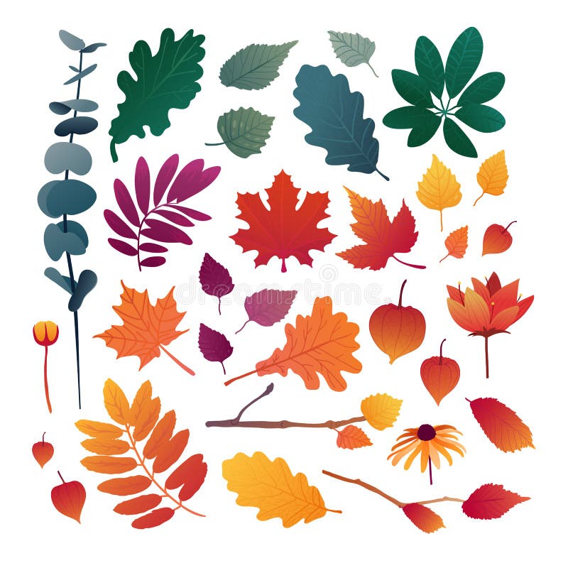 Reeks de herfstbladeren Ontwerpelementen van rode kleur voor het de herfstseizoen Silhouetten van esdoornblad, eiken blad, overze stock illustratie Reeks de herfstbladeren Ontwerpelementen van rode kleur voor het de herfstseizoen Silhouetten van esdoornblad, eiken blad, overze stock illustratie
