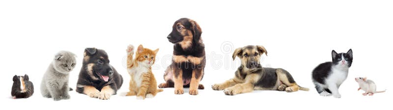 Reeks dieren royalty-vrije stock foto Reeks dieren royalty-vrije stock foto