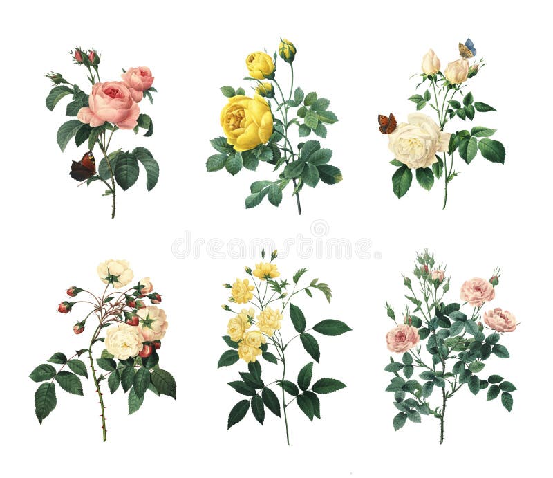 Set of 19th century illustrations of rosa centifolia, yellow rose, tea rose, Rose Adelaide d'Orleans, Banks' rose and Pompon rose by Pierre-Joseph RedoutÃ©. Set of 19th century illustrations of rosa centifolia, yellow rose, tea rose, Rose Adelaide d'Orleans, Banks' rose and Pompon rose by Pierre-Joseph RedoutÃ©.