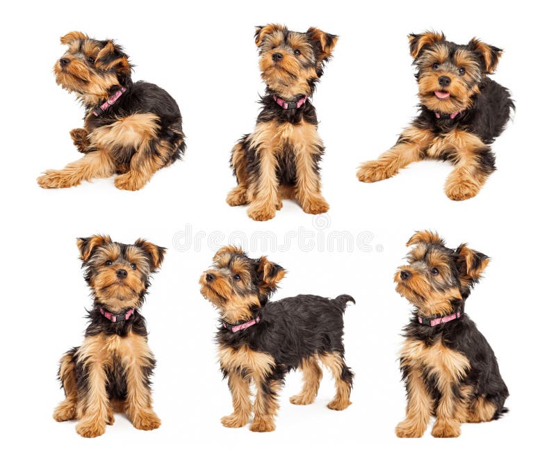 Set schattige Yorkshire Terrier puppyfoto's royalty-vrije stock afbeeldingen