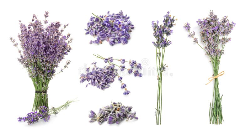 Set met aromatische verse lavendel stock afbeeldingen