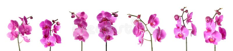 Reeks mooie purpere bloemen van orchideephalaenopsis royalty-vrije stock foto's Reeks mooie purpere bloemen van orchideephalaenopsis royalty-vrije stock foto's