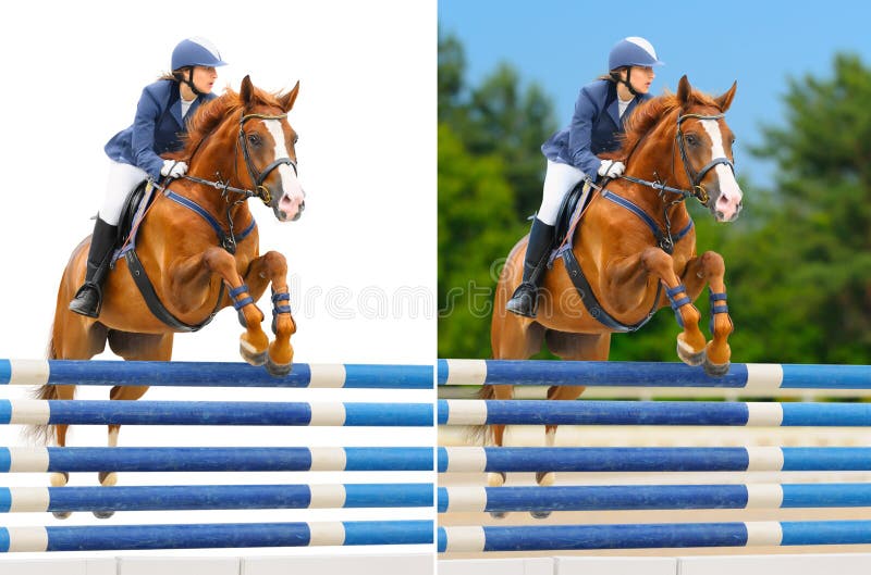 Equestrian sport: show jumping / young woman and sorrel stallion on nature or white background. Equestrian sport: show jumping / young woman and sorrel stallion on nature or white background