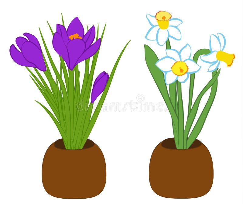 Reeks van drie blauwe narcissen en purpere krokusbloem in potten Vlakke die illustratie op witte achtergrond wordt geïsoleerd Vec vector illustratie Reeks van drie blauwe narcissen en purpere krokusbloem in potten Vlakke die illustratie op witte achtergrond wordt geïsoleerd Vec vector illustratie