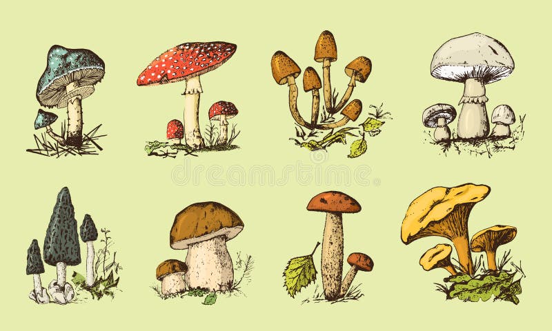 Reeks van gegraveerde getrokken Paddestoelhand uitstekend organisch vegetarisch voedsel Paddestoelchampignon, cantharellen, vlieg vector illustratie Reeks van gegraveerde getrokken Paddestoelhand uitstekend organisch vegetarisch voedsel Paddestoelchampignon, cantharellen, vlieg vector illustratie