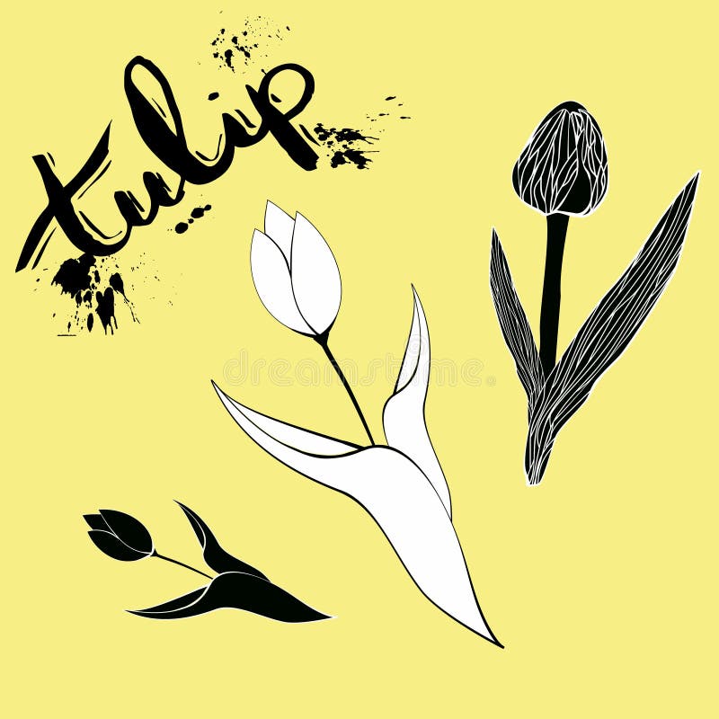 Reeks van grafische zwarte wit geïsoleerde de schetsillustratie van de Tulpenbloem vector illustratie Reeks van grafische zwarte wit geïsoleerde de schetsillustratie van de Tulpenbloem vector illustratie