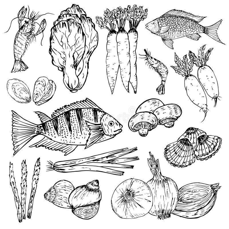 Reeks van hand getrokken natuurvoeding Organische kruiden, kruiden en zeevruchten Gezonde voedseltekeningen geplaatst elementen v vector illustratie Reeks van hand getrokken natuurvoeding Organische kruiden, kruiden en zeevruchten Gezonde voedseltekeningen geplaatst elementen v vector illustratie