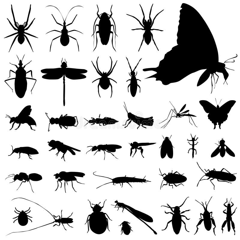Set of insect vector in black and white. Set of insect vector in black and white