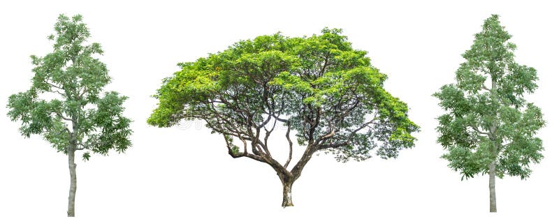 Reeks van vier bomen die tegen zuiver wit wordt geïsoleerds royalty-vrije stock afbeeldingen Reeks van vier bomen die tegen zuiver wit wordt geïsoleerds royalty-vrije stock afbeeldingen