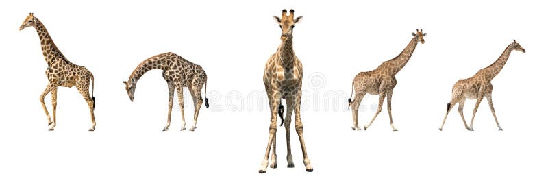 Reeks van vijf Afrikaanse giraffen in het verschillende stellen royalty-vrije stock fotografie Reeks van vijf Afrikaanse giraffen in het verschillende stellen royalty-vrije stock fotografie