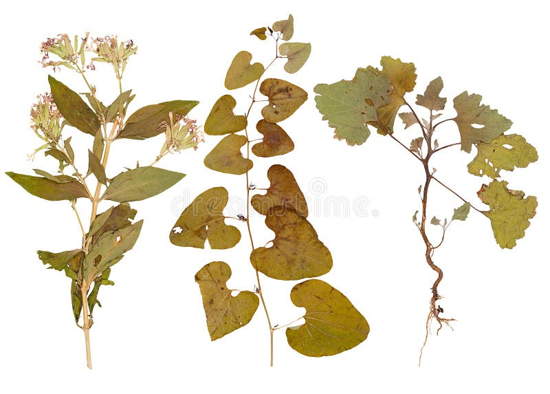 Reeks wilde droge gedrukte bloemen en bladeren stock foto Reeks wilde droge gedrukte bloemen en bladeren stock foto