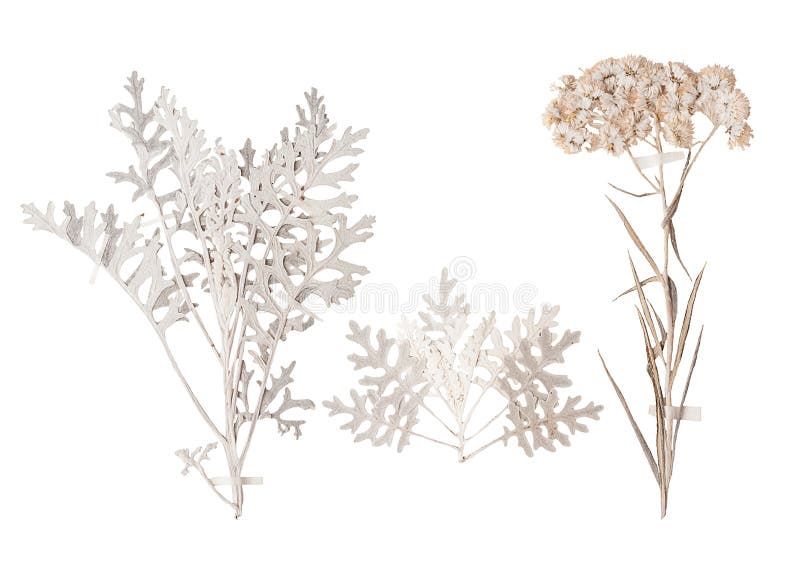 Reeks wilde droge gedrukte bloemen en bladeren stock foto Reeks wilde droge gedrukte bloemen en bladeren stock foto