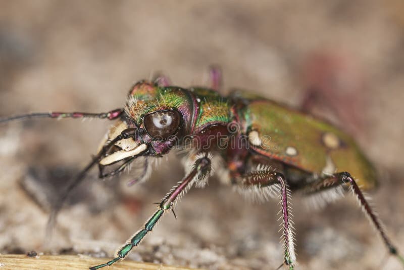 Reen tiger beetle (Cicindela campestris)