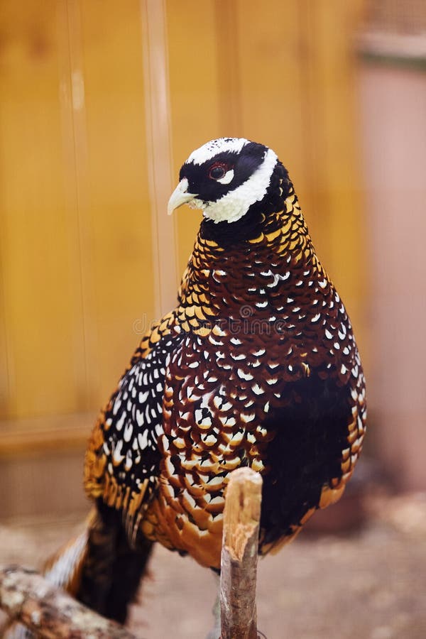 Reeves pheasant. Syrmaticus reevesii, bird in pheasant family