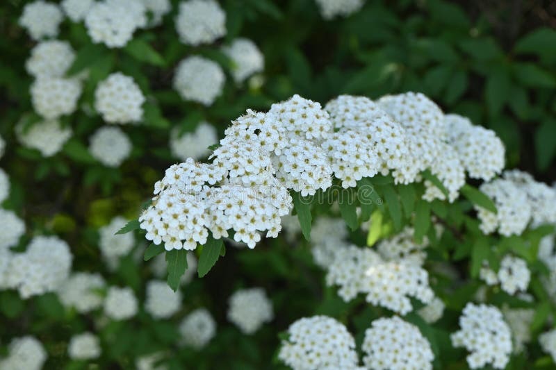 Reeves Spirea ( Spiraea Cantoniensis ) Flowers. Stock Photo Image of
