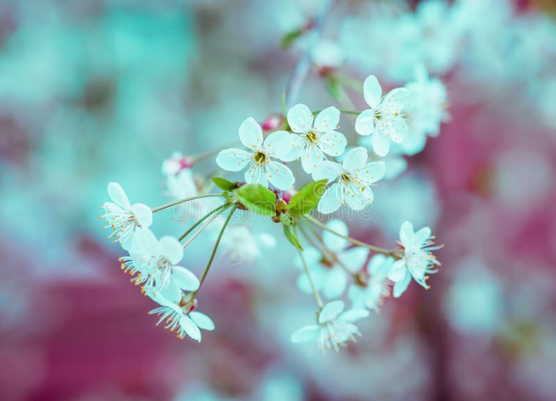 A refeição matinal de florescência da árvore com maçã ou a cereja branca floresce foto de stock A refeição matinal de florescência da árvore com maçã ou a cereja branca floresce foto de stock