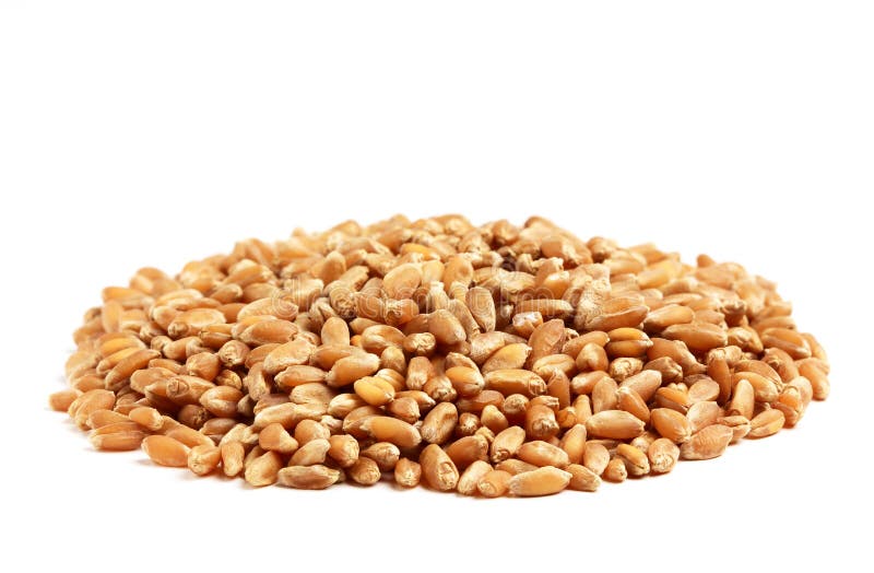 Refined grains of wheat . stock image. Image of horizontal 35379207