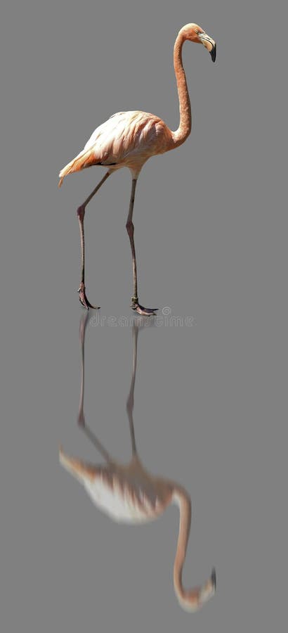 refl gris d'OIN de 3 flamants photo stock refl gris d'OIN de 3 flamants photo stock