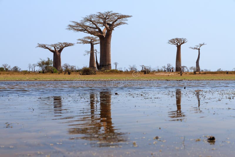 Beautiful Baobab trees in the landscape of Madagascar reflected in a pond. Beautiful Baobab trees in the landscape of Madagascar reflected in a pond