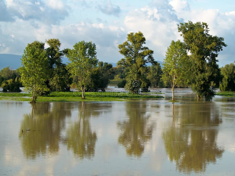 Reflecting trees royalty free stock image