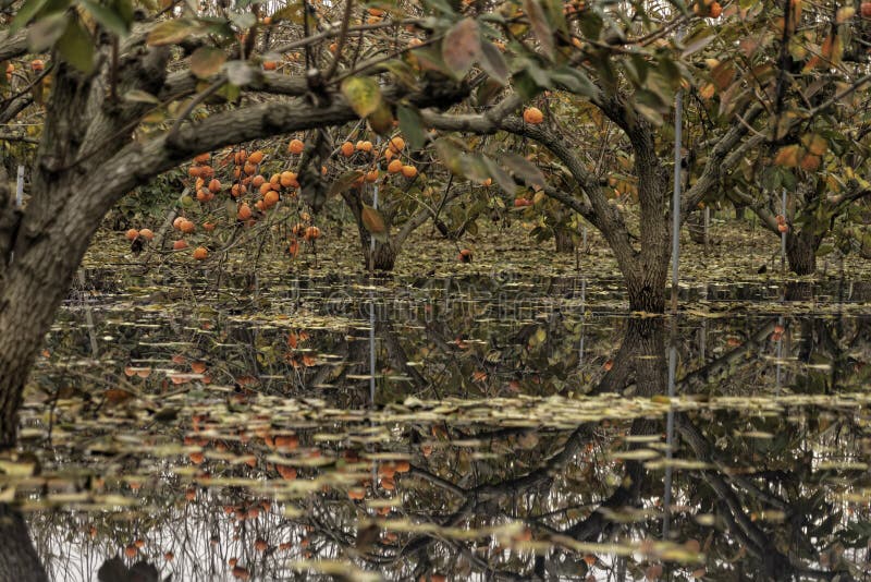 Reflection of Branches with Ripe Fruits of Persimmon Trees in Water