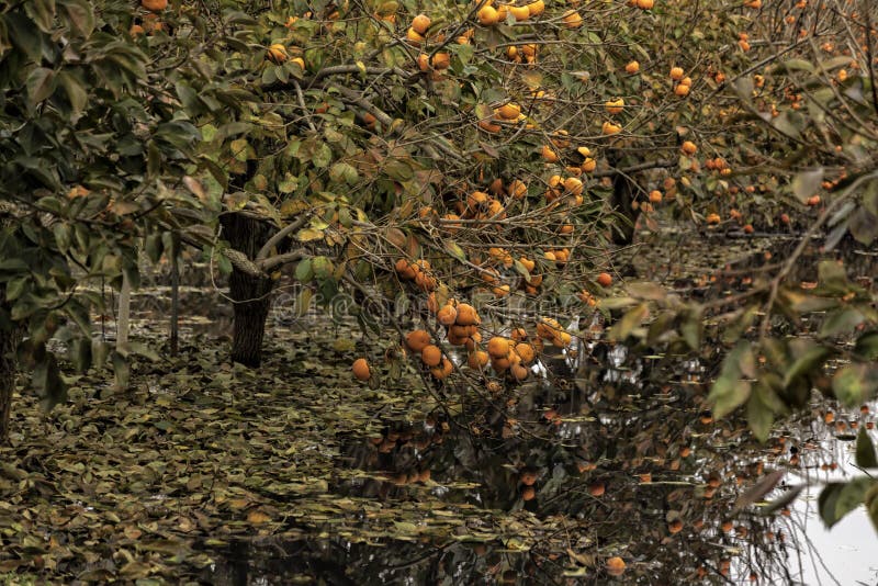 Reflection of Branches with Ripe Fruits of Persimmon Trees in Water
