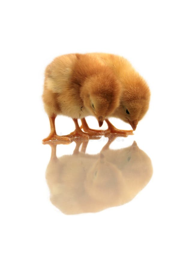 Reflection of chickens