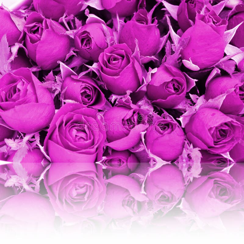 Reflection of dye purple rose. Background for valentine&x27;s day