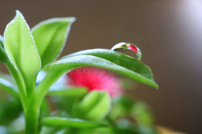 Reflection of the flower of Baby Sun Rose plants on the water droplet at the edge of its green leaf