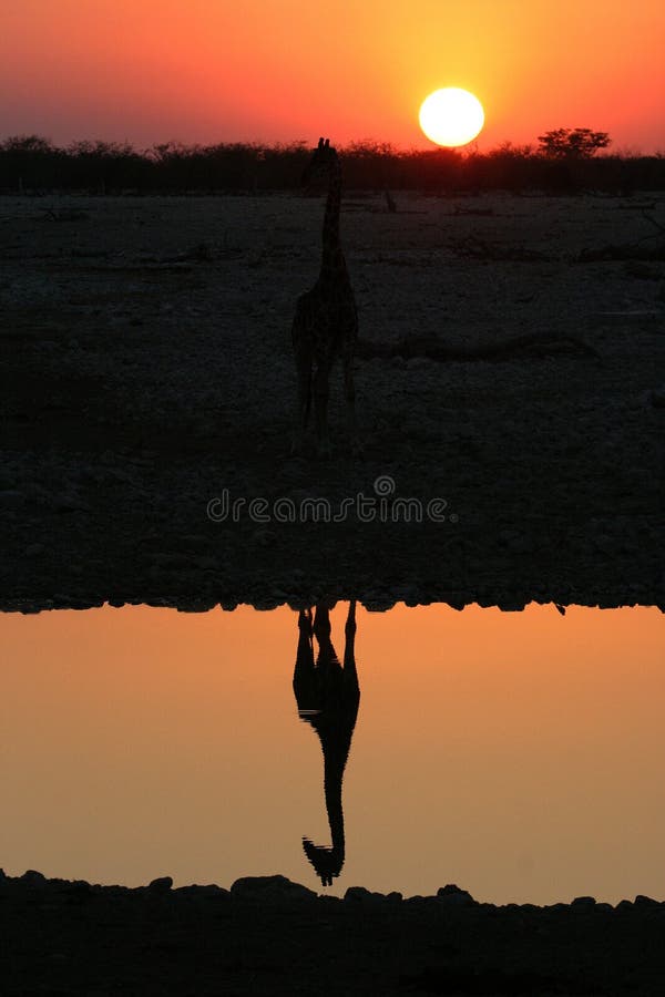 REFLECTION OF A GIRAFFE