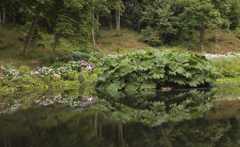 Reflection of gunnera and hydrangeas in lake. stock photography