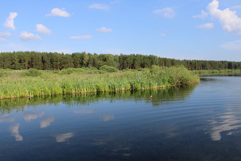 Reflection in the lake of blue sky, clouds and reeds. royalty free stock images Reflection in the lake of blue sky, clouds and reeds. royalty free stock images