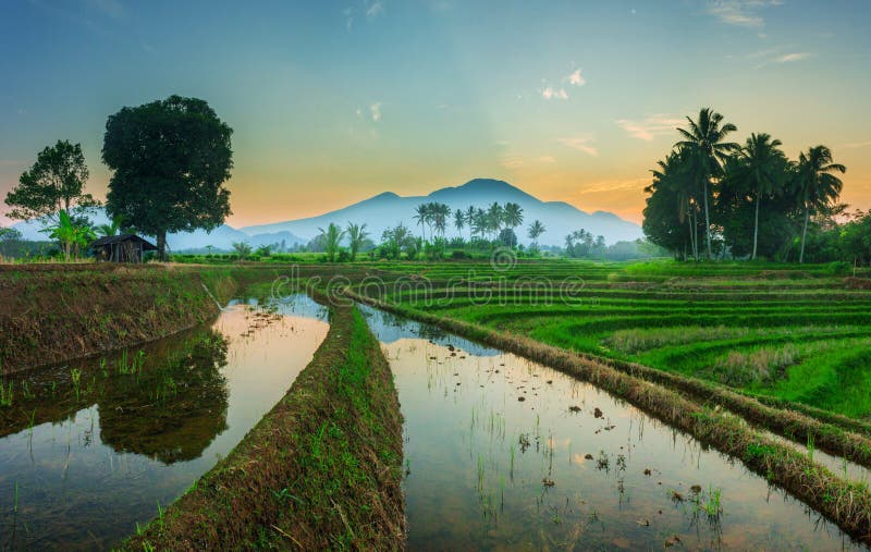 Reflection of the morning scenery in the blue rice fields and mountains in bengkulu, indonesia royalty free stock photo